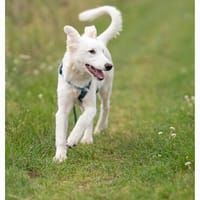 Snow - die kleine Entdeckerin mit eigenem Kopf, Hündin zur Adoption