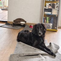 Übernehmen Sie für Pier Verantwortung?, Hund zur Adoption