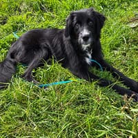 Geben Sie Pinco sein Traumzuhause?, Hund zur Adoption