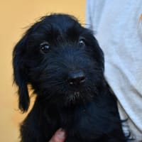 Traumzuhause für Emma gesucht, Hündin zur Adoption