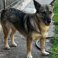 DÉSIRÉE auf PS in 91332 Heiligenstadt, Hündin zur Adoption
