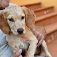 Elli wünscht sich liebe Menschen, Hündin zur Adoption