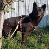 LESLY auf PS in 65594 Runkel, Hund zur Adoption