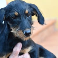 Sara sucht liebe Menschen, Hündin zur Adoption