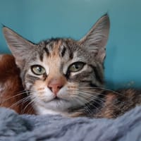 Chevrotine, chatte à adopter