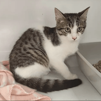 DAVE, chat à adopter