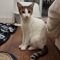 Mokka, chatte à adopter