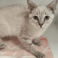 DALIDA, chatte à adopter