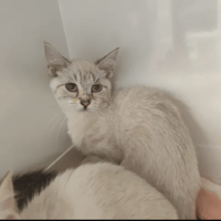 SHEILA, chatte à adopter