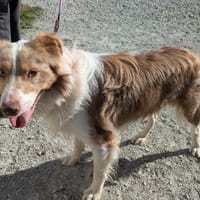 VINO, chien à adopter