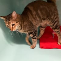 MINOUCHA, chatte à adopter