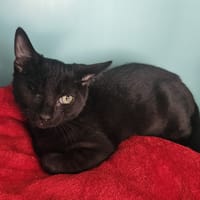 SAM, chat à adopter