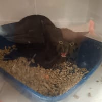 Vador, chatte à adopter