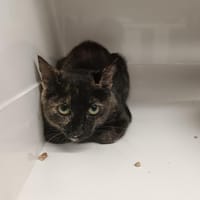 Gaia, chatte à adopter