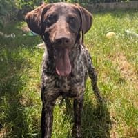 RUBBLE, chien à adopter