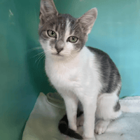 VANILLO, chat à adopter