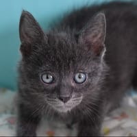 Coco (en cours d'adoption), chat à adopter