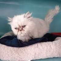 Sia, chatte à adopter