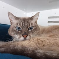 MOGLI, chat à adopter