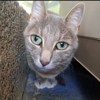 TYKIE, chatte à adopter