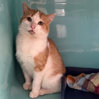 BRETZ, chat à adopter