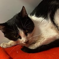 RITA, chatte à adopter