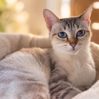 TIGER, chatte à adopter