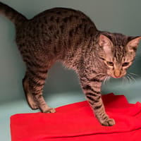 MARCIA, chatte à adopter