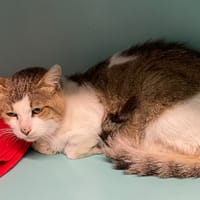 KO, chat à adopter