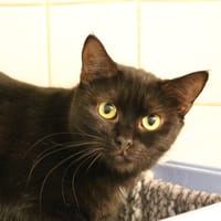 VOLTIGE HAB17700, chatte à adopter