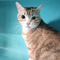 HYDE, chat à adopter