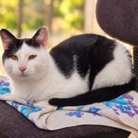 Sedai, chat à adopter