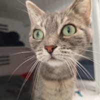 SALAMA, chatte à adopter