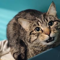 LUCY, chat à adopter