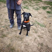 GAUFFRE, chien à adopter