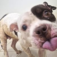 FAYA, chienne à adopter