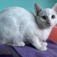 CASPER, chat à adopter