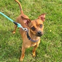 Pogo, chien à adopter