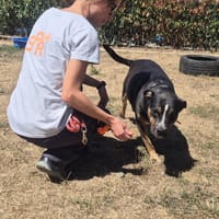 WOUKY, chienne à adopter