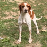 Gaia CAA16032, chienne à adopter