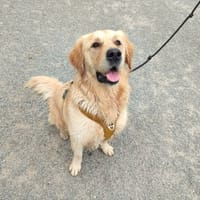 JAMBON QCN, chien à adopter