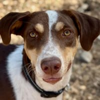 ROCKY, chien à adopter