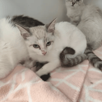 STONE, chatte à adopter