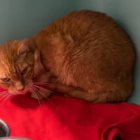 MITSOU, chat à adopter