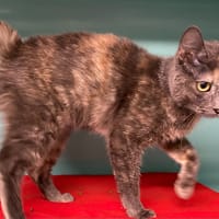 BAÏLA, chatte à adopter