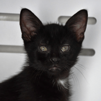 AIKO, chat à adopter