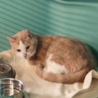 IAGO, chat à adopter