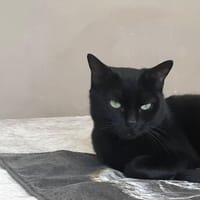FANTOMETTE PAB29127, chatte à adopter