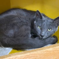 Furie CAB6253, chat à adopter