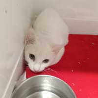 Ghost, chat à adopter